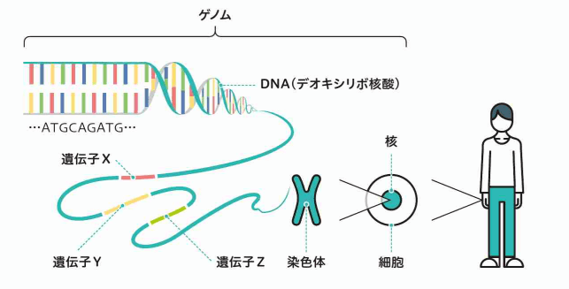 ゲノム、DNA、遺伝子、染色体、細胞の関係を示したイラスト画像