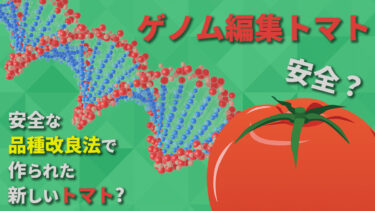 ゲノム編集トマトとは？安全な品種改良法で作られた新・トマト